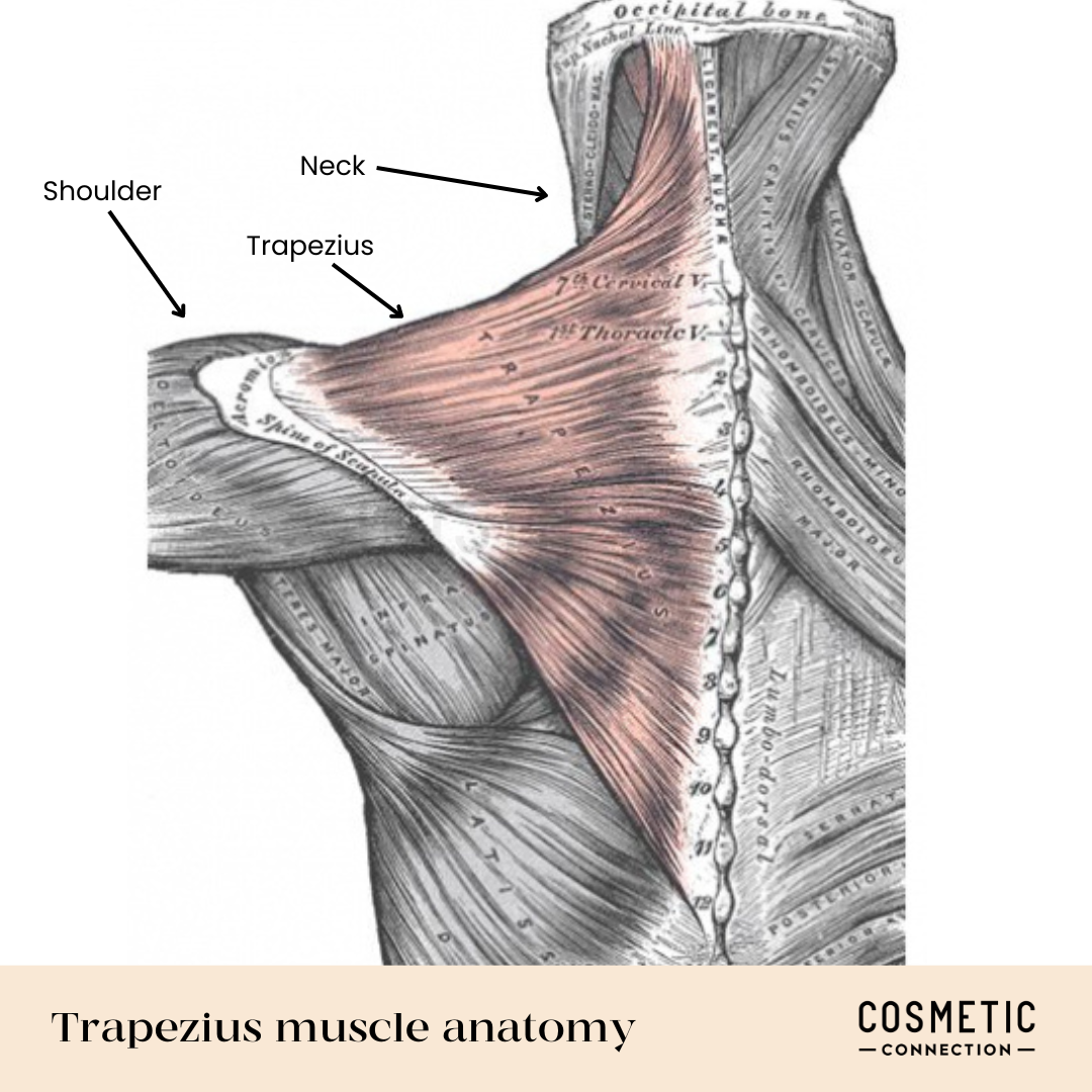 Anatomical illustration of the trapezius muscle from the neck to the shoulder. Labels point to the neck, shoulder, and trapezius areas. Text at the bottom reads Trapezius muscle anatomy with a Cosmetic Connection logo.