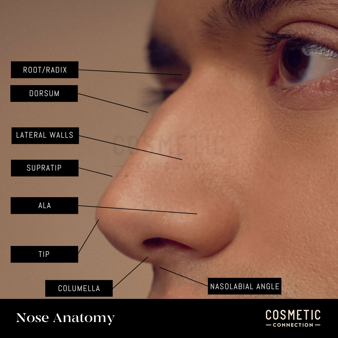 Close-up side view of a persons nose with labeled sections: root/radix, dorsum, lateral walls, supratip, ala, tip, columella, and nasolabial angle. The labels identify key anatomical features. Text at the bottom reads Nose Anatomy and COSMETIC CONNECTION.