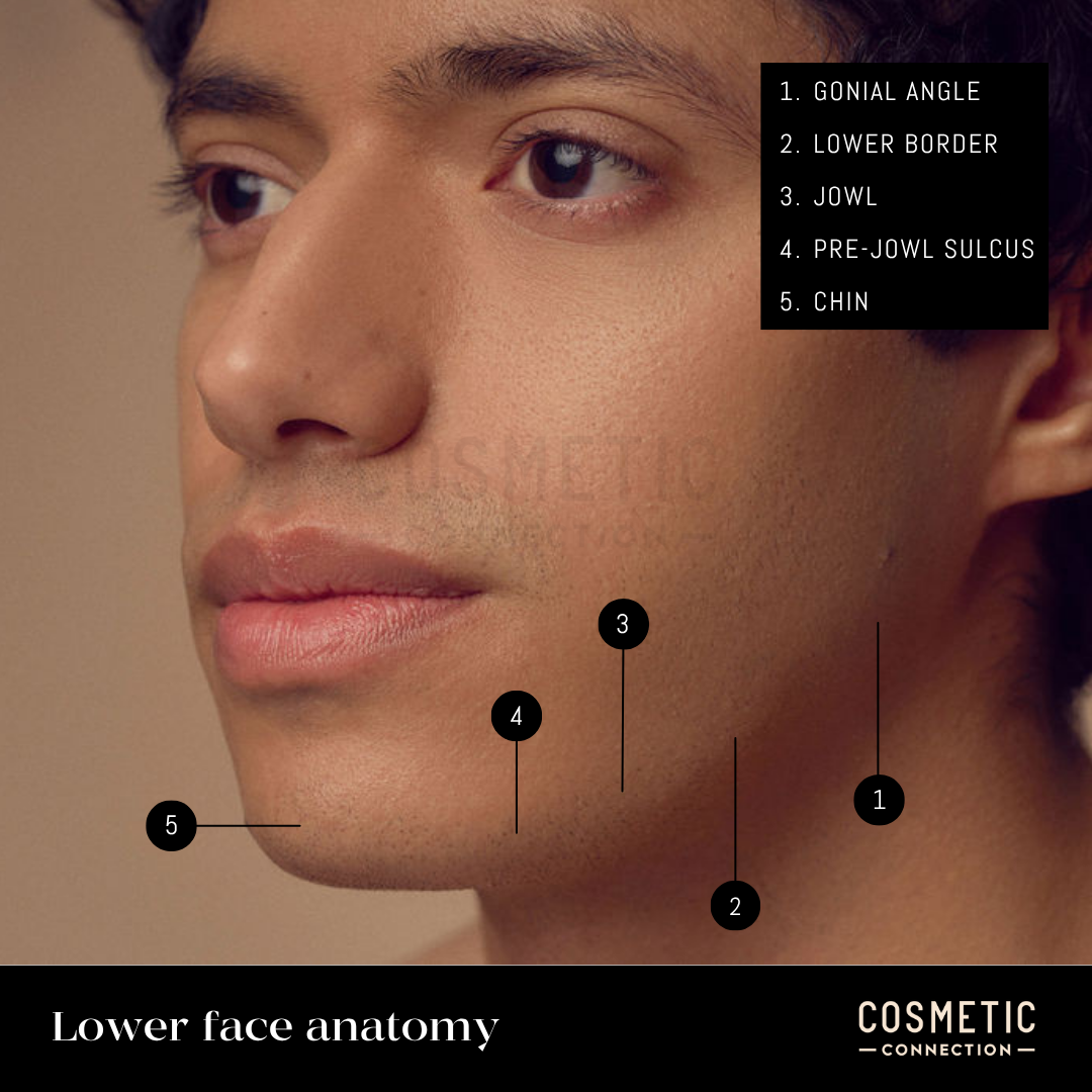 Close-up of a mans lower face with labels pointing to the gonial angle, lower border, jowl, pre-jowl sulcus, and chin. Text reads Lower face anatomy and Cosmetic Connection in the lower corners.
